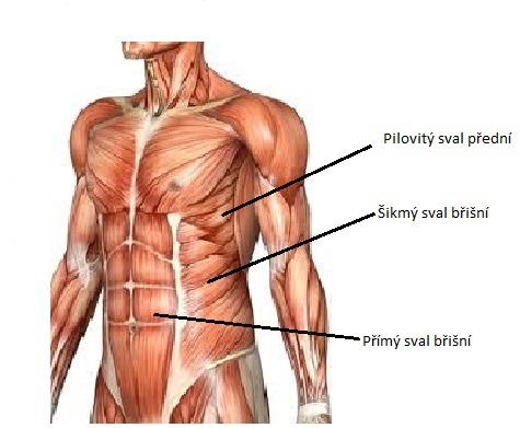 Břišní svaly – rozdělení, funkce a cviky