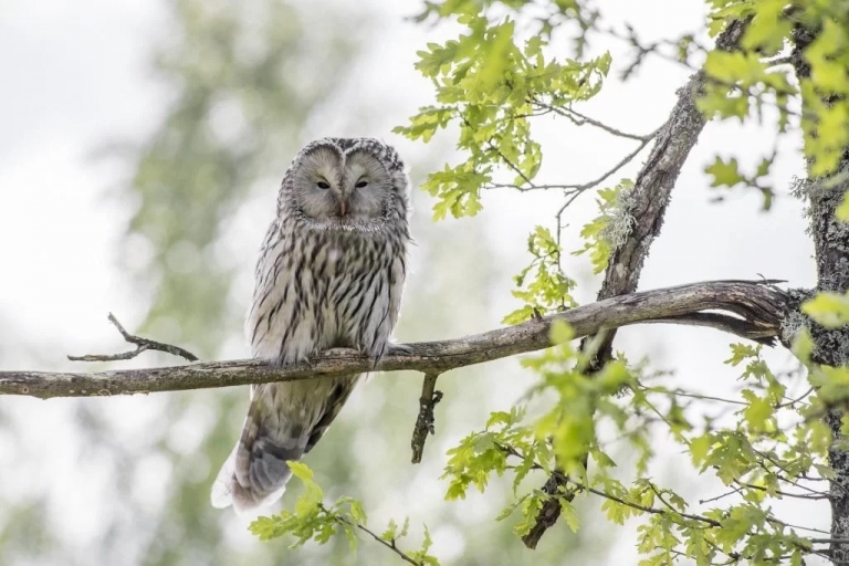 Jaké jsou nejlepší postupy pro fotografování zvířat a přírody