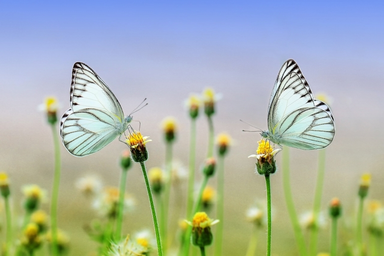 Jak fotit motýly mobilem